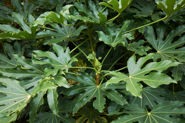 istock Fatsia japonica 860932816