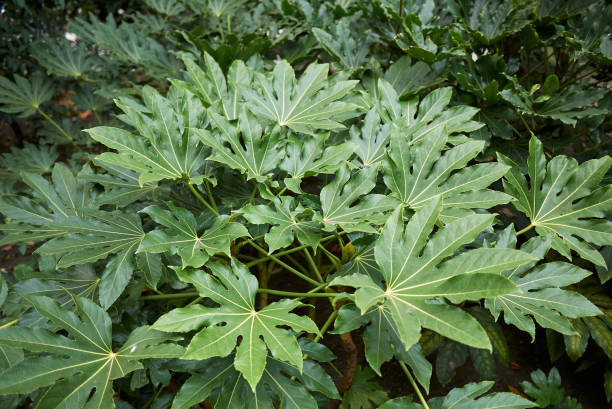 istock Fatsia japonica 860932818