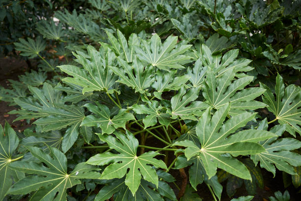 istock Fatsia japonica 860932830