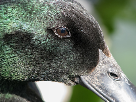 Black Cayuga duck portrait, close up detail of face. This beautiful all black domestic breed duck has iridescent feathers shining green in the sunlight.