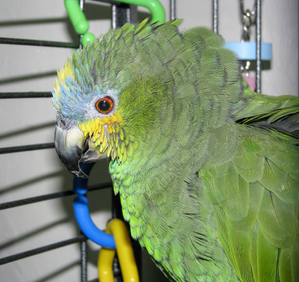 istock Pet Orange-winged Amazon parrot portrait. Looking down. 860935986