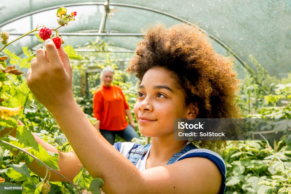 Picking Raspberries at the Farm A young girl picks raspberries in the greenhouse at the farm. Teenager Stock Photo