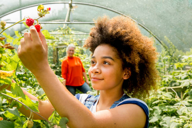 Picking Raspberries at the Farm A young girl picks raspberries in the greenhouse at the farm. community vegetable garden stock pictures, royalty-free photos & images