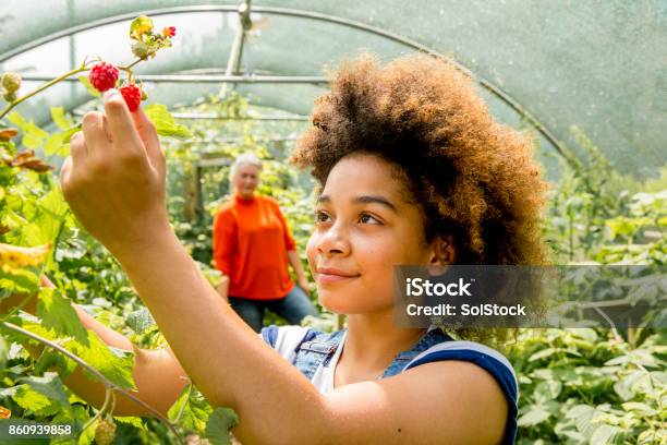 Picking Raspberries At The Farm Stock Photo - Download Image Now - Teenager, Picking - Harvesting, Child