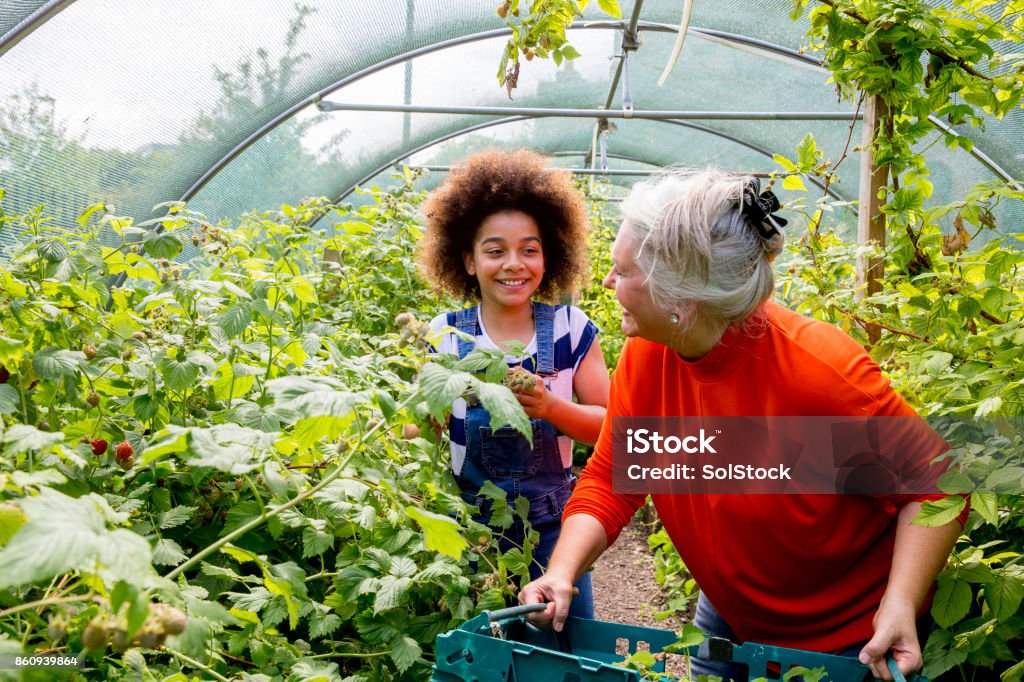 Gardening in the Greenhouse A senior woman and young girl help out in the greenhouse at the local farm. Community Stock Photo