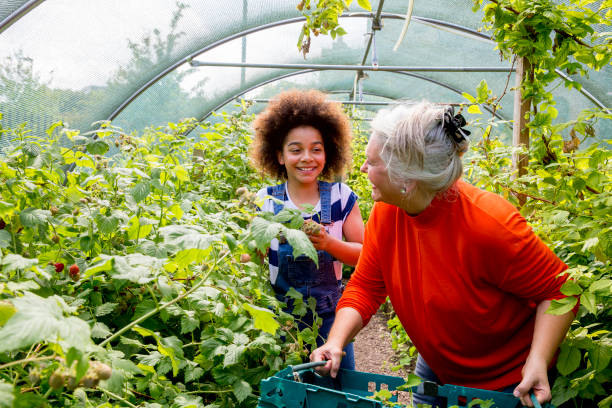 Gardening in the Greenhouse A senior woman and young girl help out in the greenhouse at the local farm. community garden stock pictures, royalty-free photos & images
