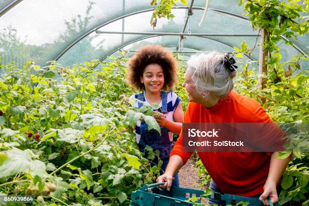 Gardening In The Greenhouse Stock Photo - Download Image Now - Community, Senior Adult, Volunteer