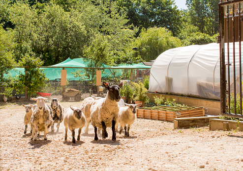 Goats and sheep in the animal pen eat hay from the feeder. Goats deftly stand on their hind legs to get hay from a wooden feeder. Sheep and goats in a petting zoo in an enclosure.