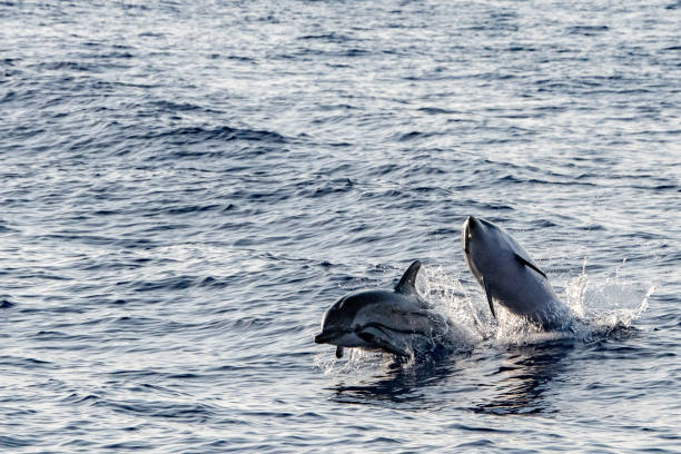 istock Dolphin while jumping in the deep blue sea 860940690
