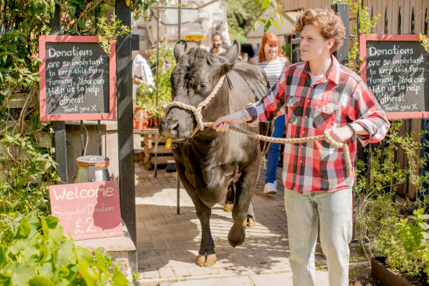 A man walks a cow through a gate at the farm.