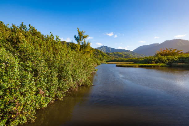 istock river on kauai island, hawaii islands 860942980