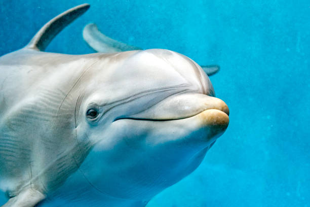 istock dolphin close up portrait detail while looking at you 860942990