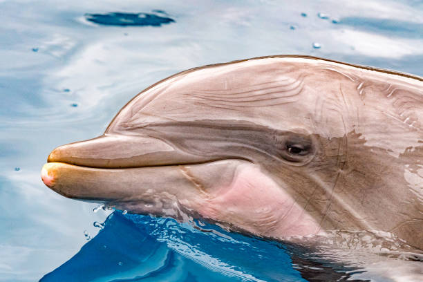 istock dolphin close up portrait detail while looking at you 860943362