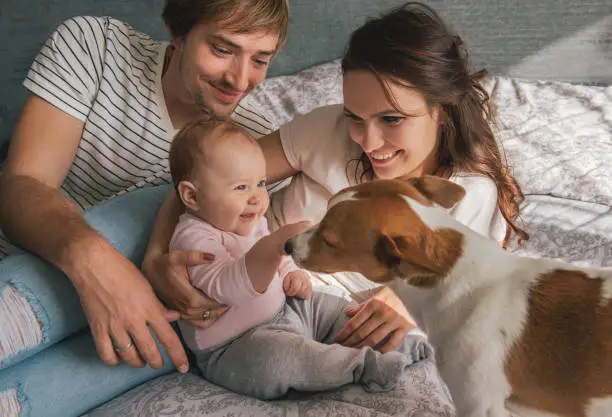 Happy family with cute baby playing whis jack russel dog in bed at home.