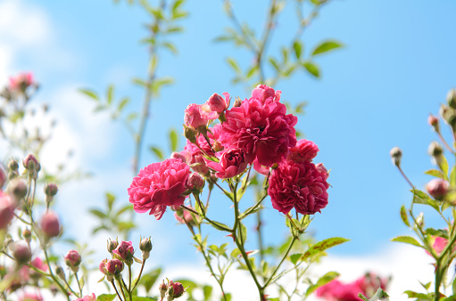 Fragrant beautiful bush curly pink tea rose on a blue sky background.