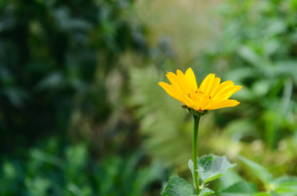 Bright yellow heliopsis flower in the garden with dark green background. Bright yellow heliopsis flower in the garden with dark green background. alpine hulsea photos stock pictures, royalty-free photos & images