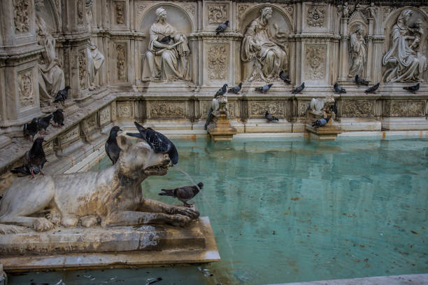 Pigeon drinking in Fonte Gaia in Siena, Italy
