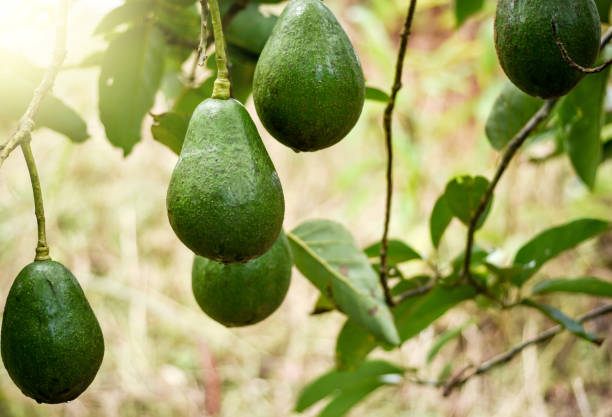 istock Avogado tree and avogado fruits on the branches. 860953910