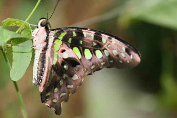istock Animals, Birds, Butterflies 860954274