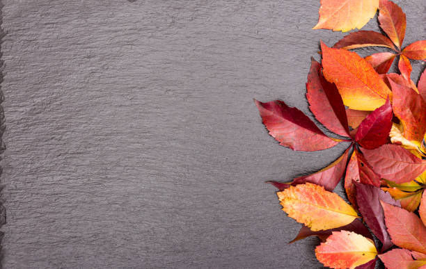 istock Dried autumn leaves on stone background 860954390