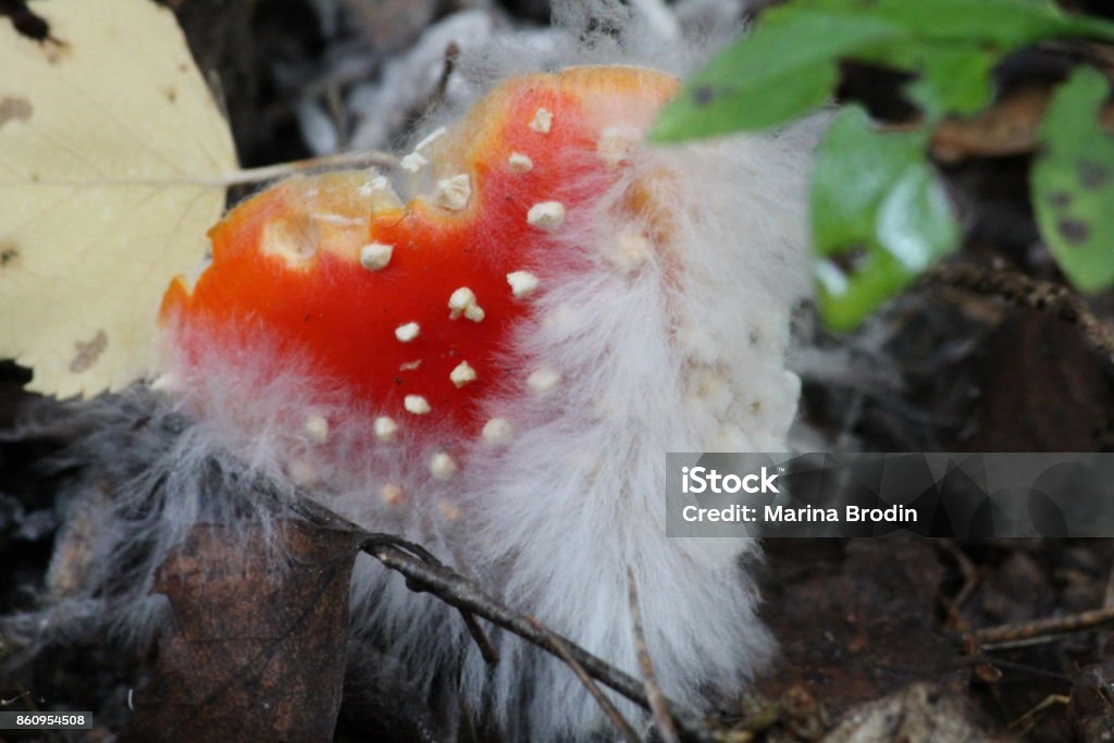 Hjärtlig flugsvamp Höstens giftiga svamp med fluff Agaricomycotina Stock Photo