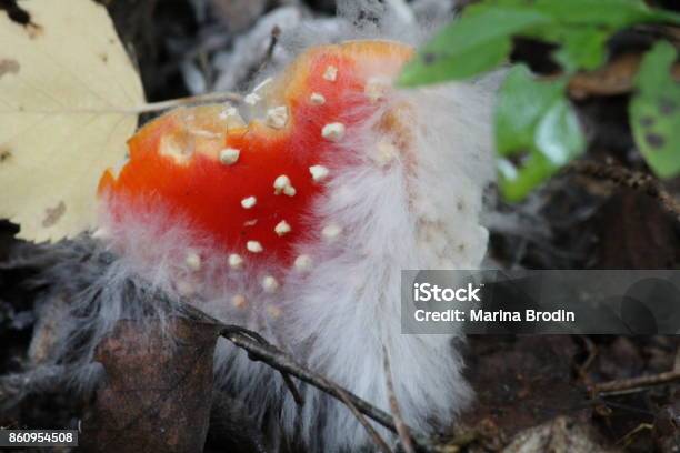Hjärtlig Flugsvamp Stock Photo - Download Image Now - Agaricomycotina, Amanita, Autumn
