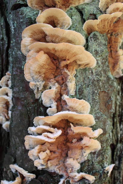 istock Polyporus squamosus mushrooms 860957188