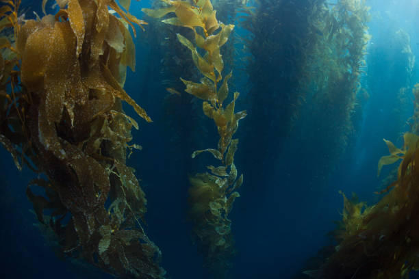 istock Giant Kelp in California 860957372