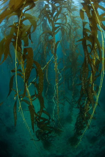 istock Giant Kelp in California 860957454