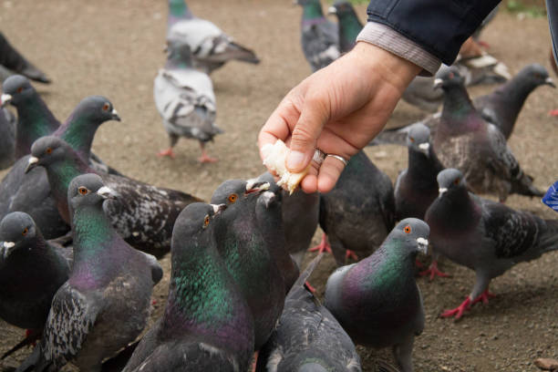 istock Pigeons Eat Bread from Person's Hand 860957574