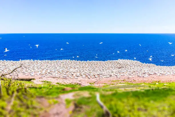 Aerial view of white Gannet bird colony nesting on cliff on Bonaventure Island in Perce, Quebec, Canada by Gaspesie, Gaspe region