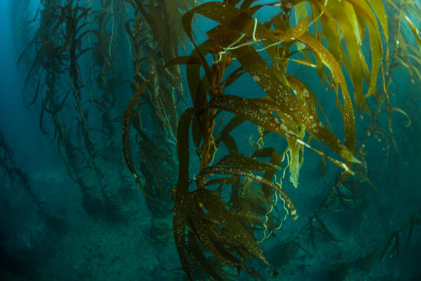 istock Giant Kelp Forest in California 860958028