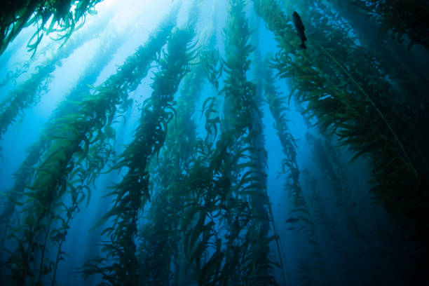 istock Giant Kelp Forest in Channel Islands 860958438