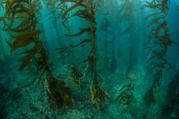 istock Kelp Forest in California 860958614