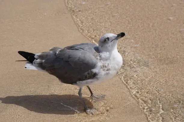 A seagull on a sunny day by the ocean.