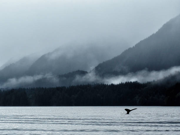 Humpback whale diving in waters of British Columbia, with misty fog shrouded hills of the Great Bear Rainforest in the background