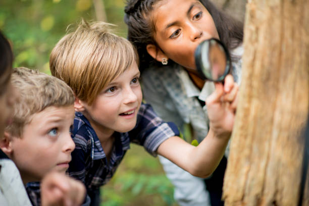 Cool Discovery A multi-ethnic group of elementary school kids are hiking outdoors in a forest. They are wearing regular clothing. A Caucasian girl is using a magnifying glass to look for bugs, and her friends are watching. field trip stock pictures, royalty-free photos & images
