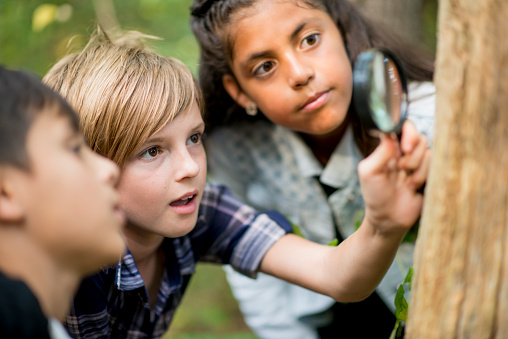 A multi-ethnic group of elementary school kids are hiking outdoors in a forest. They are wearing regular clothing. A Caucasian girl is using a magnifying glass to look for bugs, and her friends are watching.