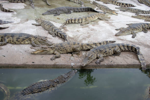 istock Many crocodiles hunter, Feral and dangerous 860962600