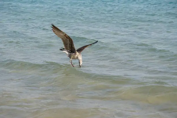 a seagull over the water grabs flying prey