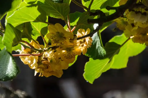 Photo of flowers of kiwi,ardeche,france