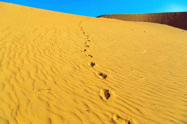 istock sand of the dune desert 860966264