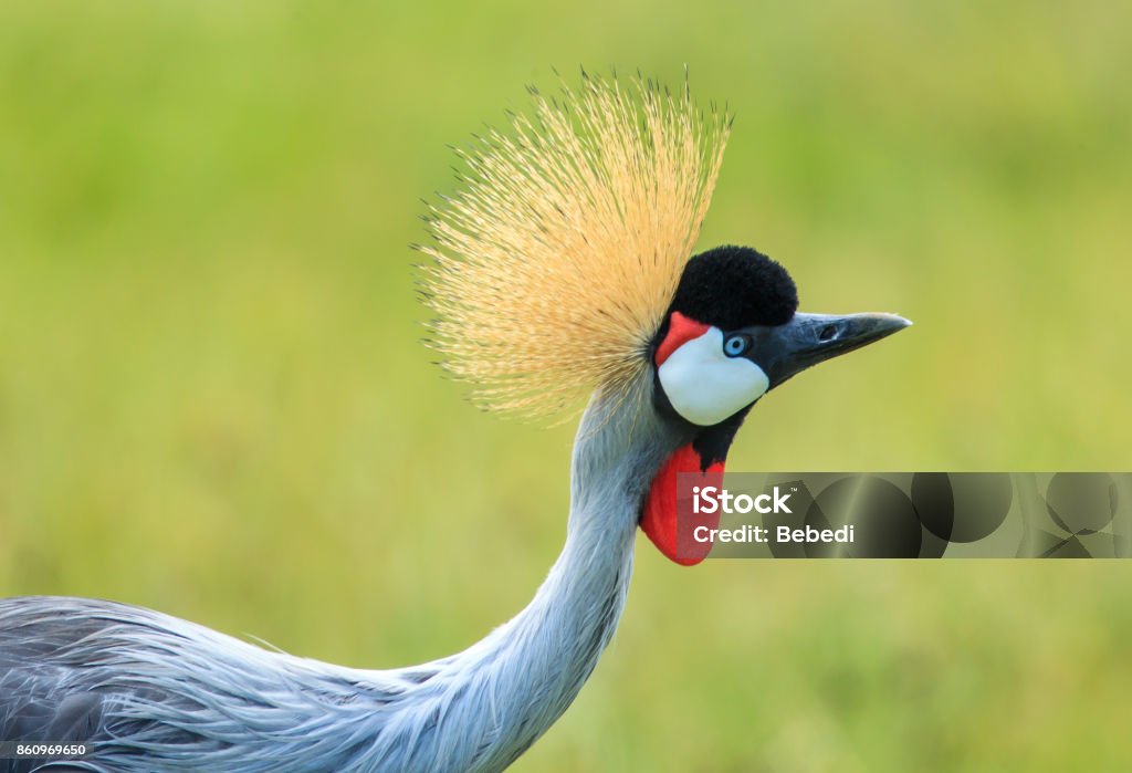 A Greycrowned Crane Stock Photo - Download Image Now - Lake Manyara National Park, Africa, Animal - iStock A Greycrowned Crane Stock Photo - Download Image Now - Lake Manyara National Park, Africa, Animal - iStock