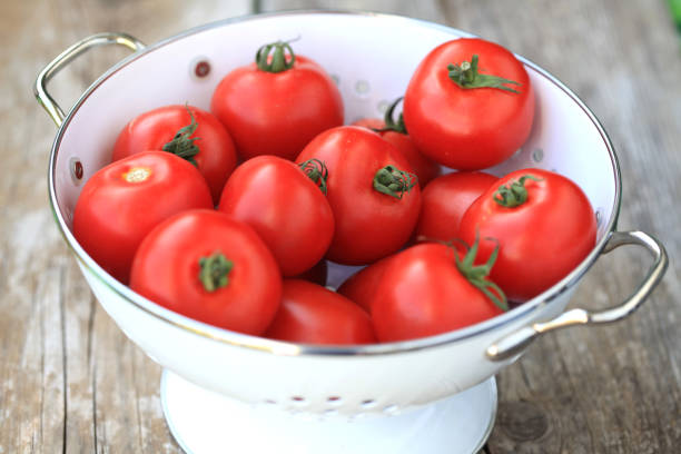 Iron bowl with freshly harvested tomatoes stock photo