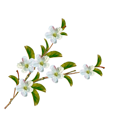 Flowering branch of apple isolated on a white background.