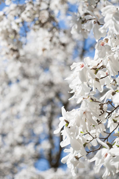 istock Magnolia blossom and blue sky 860970300