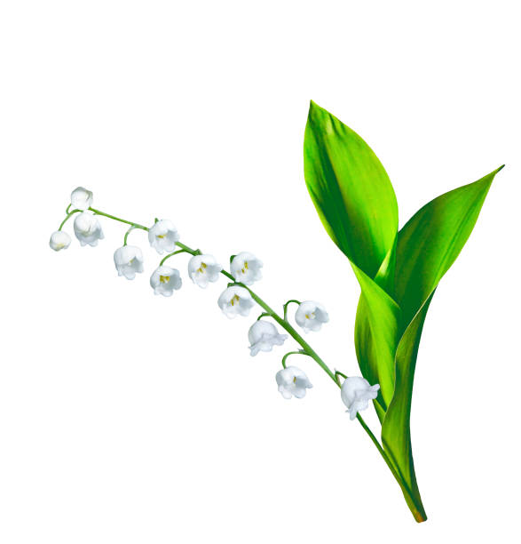 istock Lily of the valley flower 860970354
