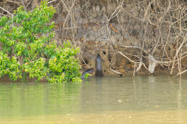 istock Giant otter from Pantanal, Brazil 860971040