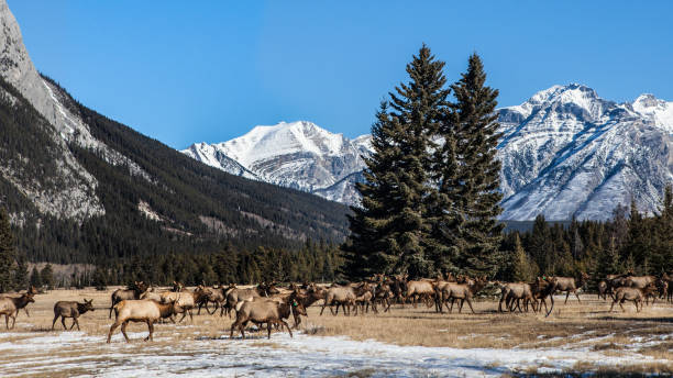 istock Banff National Park, Alberta, Canada 860973390