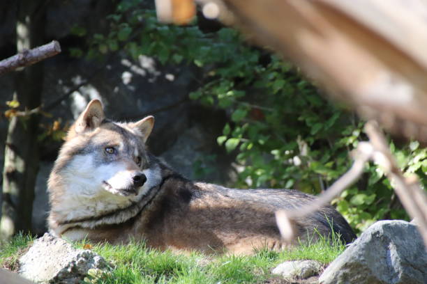 istock Wolf, Canis lupus, Tyrol, Austria 860973462
